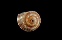 藏品(繩紋車輪螺)的圖片